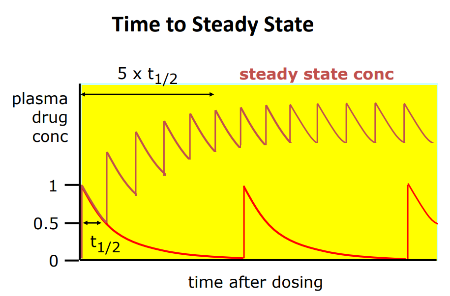 <p>Rate of drug going in = rate of drug going out</p><p> • Steady state is when the amount of drug administered over a dosing interval = amount of drug being eliminated over the same period</p><p> • For 1st order elimination, steady state will always be reached after repeated administration at the same dosing interval </p><p>Time to steady state varies from drug to drug</p><p> • High K, short half-life, steady state reached quicker than lower K and longer half-life </p><p>• eg time to Css (h): aspirin 1.3, digoxin 120-148, vancomycin 25-30, ranitidine 10.5 </p><p>• Is a loading dose needed? - for a drug with a long half life and if there is a need to reach steady state quickly then yes</p>