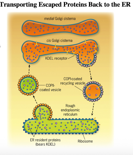 <ul><li><p>For transport from cis-Golgi to ER (retrograde); “backwards”</p></li><li><p>Maintained by:</p><ol><li><p>Retention of resident molecules excluded from transport vesicles</p></li><li><p>Retrieval of “escaped” molecules back to normal compartment</p></li></ol></li><li><p>Moves Golgi resident enzymes in trans-to-cis direction and ER resident enzymes from ERGIC &amp; Golgi complex back to ER</p></li></ul><p></p>
