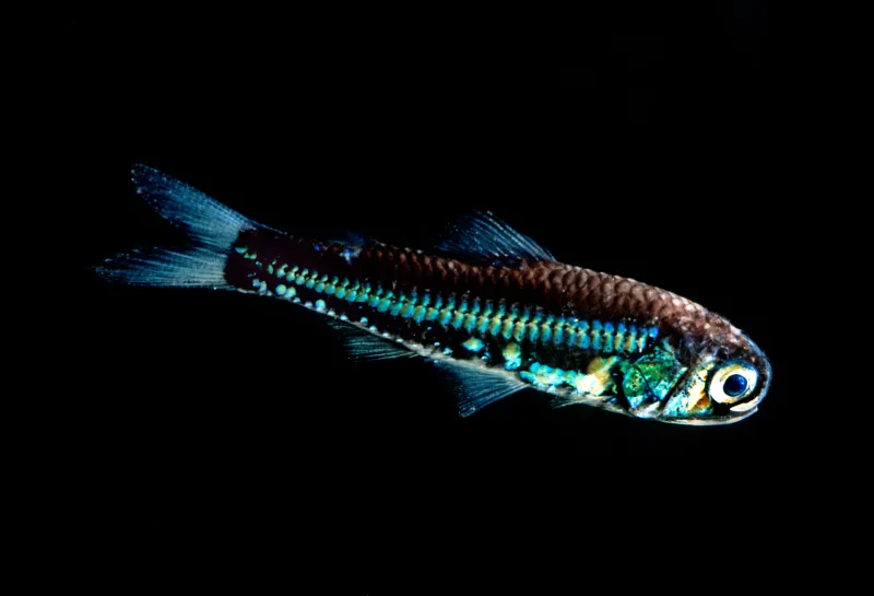 <p>Laternfishes</p>