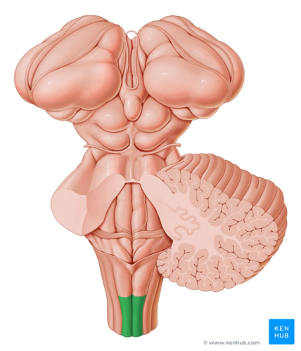 <p>sensory tract for trunk and LE proprioception, 2 pt discrimination, vibration and graphesthesia</p>