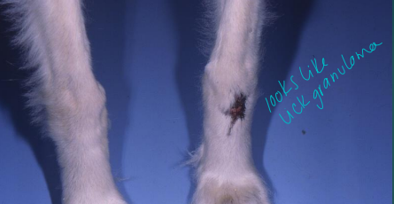 <p><span>Phaeohyphomycosis</span></p>