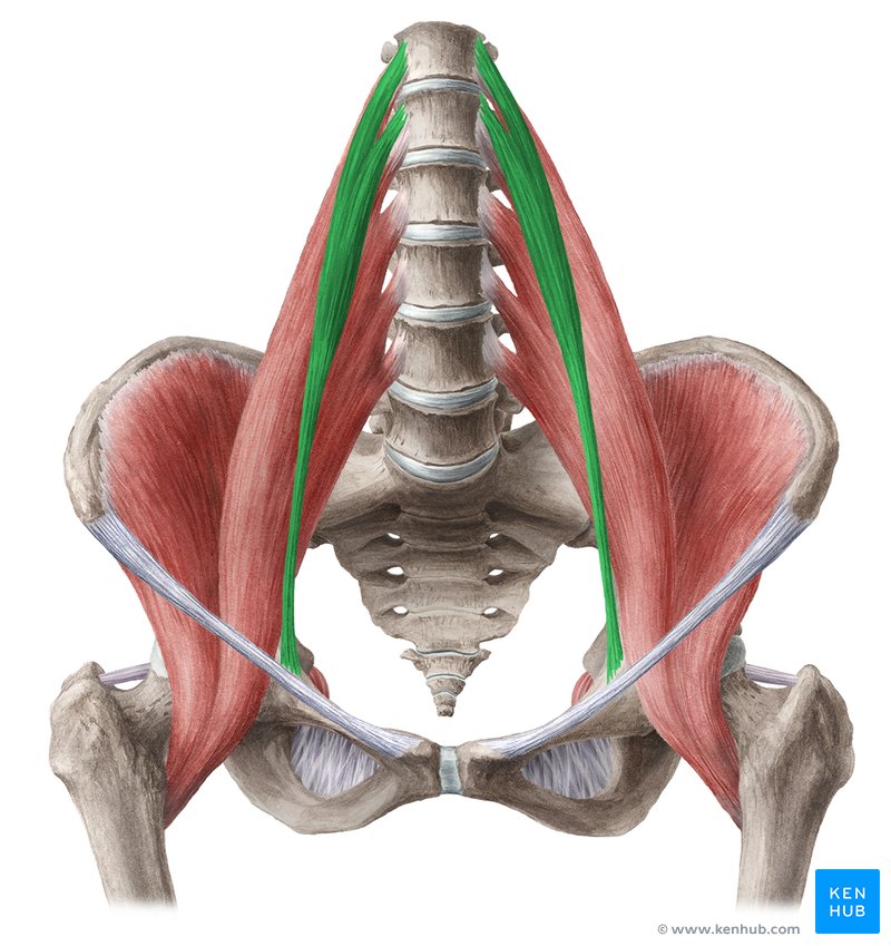 <p>Origin: T12-L1 lateral bodies of vertebra</p><p class="has-focus">Insertion: pectineal line of the femur</p>