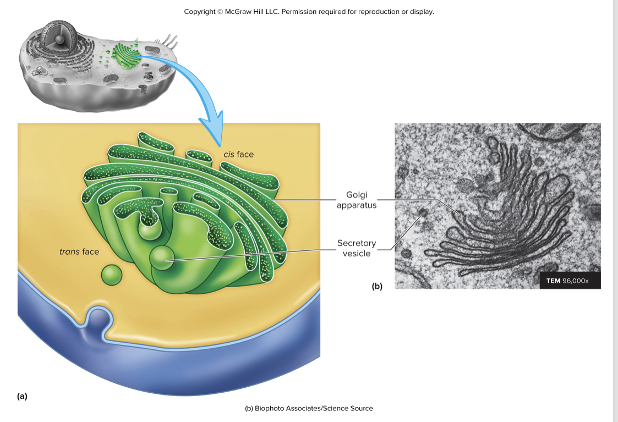 <ul><li><p>cluster/stack of cisternae</p></li><li><p>synthesize carbohydrates and finalize processing of proteins and glycoproteins</p></li><li><p>pinches off Golgi Vesicles</p><ul><li><p>some are <strong>lysosomes</strong></p></li><li><p>some incorporate into the plasma membrane </p></li><li><p>some become <strong>secretory vesicles</strong> </p></li></ul></li></ul><p></p>