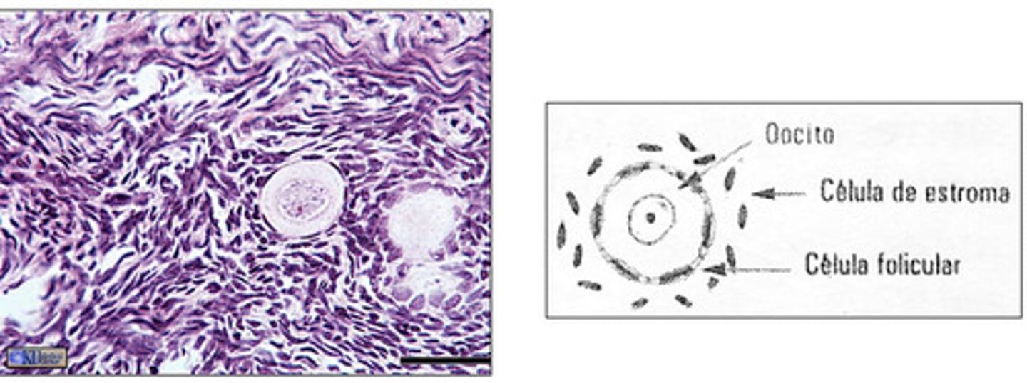 <p>what type of follicle is this?</p>
