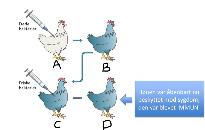 <p>Hvilken tilstand har hønen ved punkt A?</p>