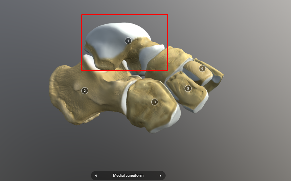 <p>talus- on top of heel bone and connects to tibia</p>