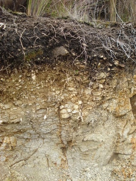 <p>The outermost layer of the Earth that is composed of soil.</p>