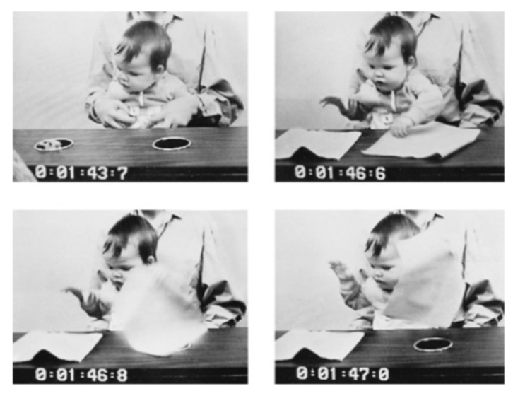 <p>there are some clues that show infants might actually have object knowledge</p><p><u>study:</u></p><p>(a)&nbsp;&nbsp; baby sees object go to location B</p><p>(b)&nbsp; at B, the cloth is bumpy = clear that there’s an object underneath</p><p>(c)&nbsp;&nbsp; the infant keeps their gaze at location B but picks up the cloth at location A</p><p></p><p><u>interpretations</u></p><p>(i)&nbsp;&nbsp;&nbsp; babies know the object is at location B, but think that they just need to lift the cloth at location A to get the object – an extreme case of imitation</p><p>(ii)&nbsp;&nbsp; dissociation b/t knowledge that’s in one system and not the other</p><ul><li><p>the baby knows that the object is at B, but the action system has built up a response pattern that the infant can’t quite inhibit yet</p></li><li><p>= difficulty of inhibiting action patterns that have been repeatedly built</p></li></ul>