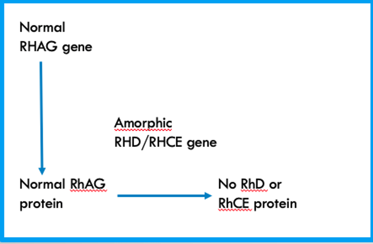 <p>The RHAG gene and Protein are normal and functioning correctly but a mutation in the RHD/RHCE genes results in their proteins not being expressed</p>