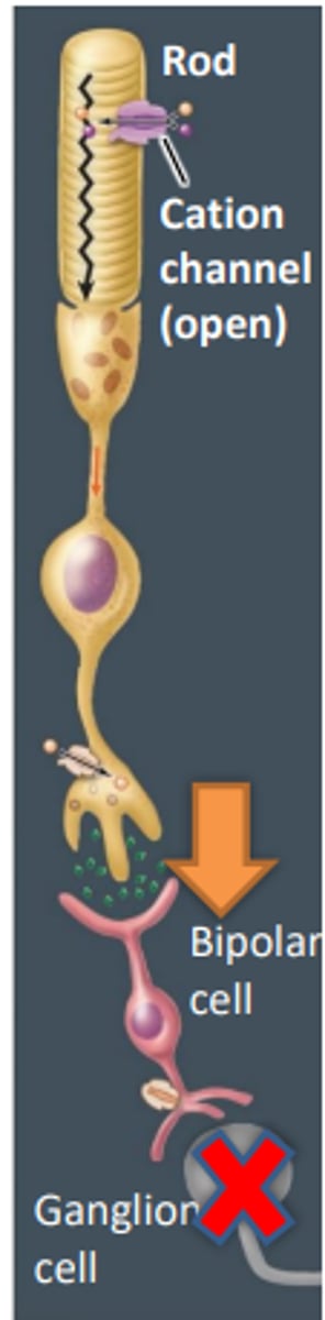 <p>Photoreceptors depolaried due to the opne cation channel causing it to continually release the neurotransmitter gluatmate</p><p>- gllutamate casues hyperpolarization of teh bipolar cells (inhibits signal)</p>