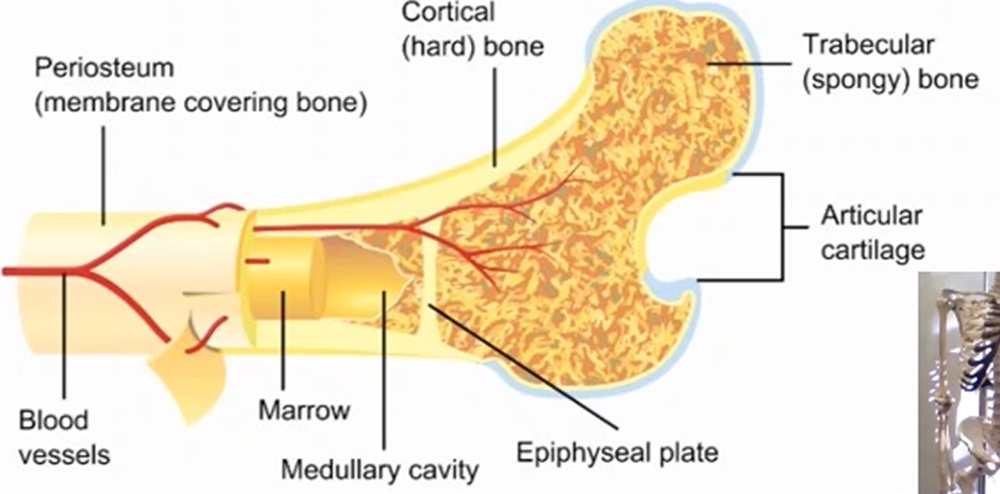 <ul><li><p>Periosteum</p></li><li><p>Cortical (Compact Bone)</p></li><li><p>Trabecular (Spongy/Cancellous Bone)</p></li><li><p>Medullary Cavity</p></li></ul><p></p>