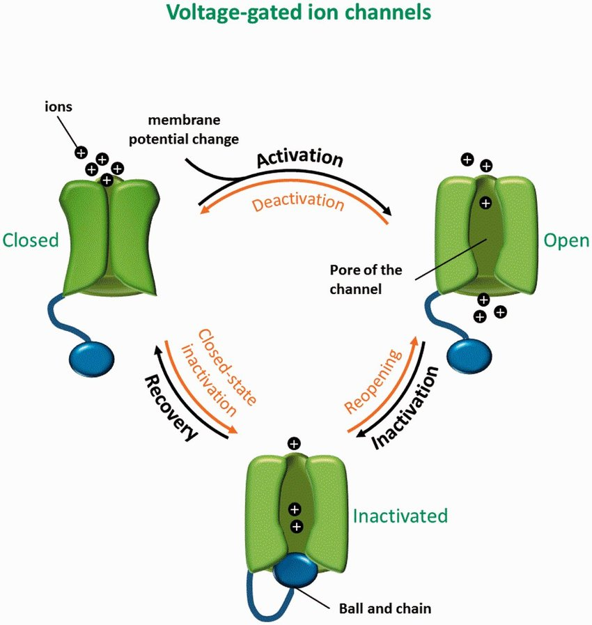 <p>sodium channel inactivation </p><p>*closed state can be reopened by stimulus but inactivated cannot; ball = inactivated</p>