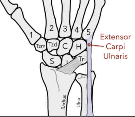 <p>The muscles connects on the posterior side on the proximal base of the 5th MC (pinky finger).</p><p>-extension and adduction</p>