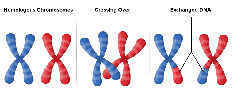 <p><span style="color: purple"><strong>Crossing over</strong></span></p>