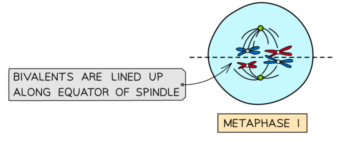 <ul><li><p>The <strong>bivalents</strong> (pairs of homologous chromosomes) line up at the <strong>equator</strong> of the cell</p></li><li><p><strong>Spindle fibres attach</strong> to the <strong>centromere</strong> of each chromosome</p></li><li><p>The maternal and paternal chromosome in each <strong>bivalent</strong> line up on either side randomly in an <strong>independent assortment</strong>- this produces genetic variation</p></li></ul><p>Metaphase 2 is the same as metaphase in mitosis</p><ul><li><p>There is also independent assortment in metaphase 2, as the chromosomes line up randomly (can have either sister chromatid facing each pole)</p></li></ul>