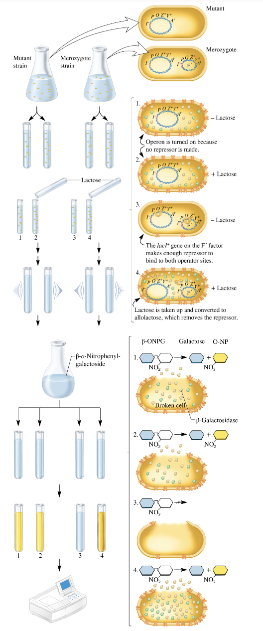<ul><li><p>grow mutant strain and merozygote (partial diploid) strain separately</p><ul><li><p><strong>Mutant strain</strong>: <strong>lacI-</strong> (no repressor gene) → Constitutive expression of the lac operon.</p></li><li><p class=""><strong>Merozygote strain</strong>: Has two copies of <strong>lacI</strong> gene, one on the bacterial chromosome (lacI-) and one on the <strong>F' plasmid</strong> (lacI+), introduced by conjugation.</p></li></ul></li><li><p>divide each strain into 2 tubes</p></li><li><p>add lactose to one of the 2 tubes</p></li><li><p>incubate the cells long enough to allow lac operon induction</p></li><li><p>lyse the cells with a sonicator. This allows beta galactosidase to escape from the cells.</p></li><li><p>add β-o-nitrophenylgalactoside (β ONPG) </p><ul><li><p>a colorless compound</p></li><li><p>if β-galactosidase is present→ cleave compound to produce galactose and o-nitrophenol (O-NP)→ yellow color</p><ul><li><p>O- nitrophenol is yellow, the deeper the yellow color, the more β-galactosidase was produced</p></li><li><p><strong>β-ONPG</strong> is a <strong>colorless compound</strong> that is cleaved by <strong>β-galactosidase</strong> into <strong>galactose</strong> and <strong>o-nitrophenol (O-NP)</strong>.</p></li><li><p class="">If <strong>β-galactosidase</strong> is present, <strong>O-NP</strong> will be produced, which is <strong>yellow</strong>. The intensity of the yellow color will indicate the amount of <strong>β-galactosidase</strong> activity</p></li></ul></li></ul></li><li><p>incubate the sonicated cells to allow f β-galactosidase time to cleave β-o-nitrophenylgalactoside</p></li><li><p>measure the yellow color produced with a spectrophotometer</p><ul><li><p><strong>In the mutant strain</strong> (with <strong>lacI-</strong> mutation), <strong>β-galactosidase</strong> will be expressed constitutively, meaning <strong>yellow color</strong> will be produced even without lactose.</p></li><li><p class=""><strong>In the merozygote strain</strong>, the expression depends on whether the <strong>lacI+</strong> or <strong>lacI-</strong> is present, with the presence of lactose allowing activation of the <strong>lac operon</strong> in the <strong>lacI+</strong> strain.</p></li></ul></li></ul><p></p>