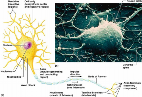 A. Cell body (includes the nucleus & Nissl bodies)
B. Dendrites (include dendritic spines)
C. Axons (include axon hillock, initial segment, trigger zone, axoplasm, axolemma, presynaptic terminals/terminal boutons, & synaptic vesicles)