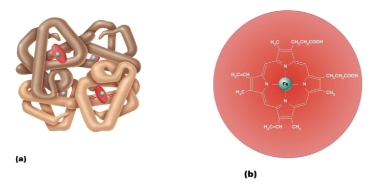 <p>Each Hb molecule is composed of 4 polypeptide chains, each with an <span style="color: purple;"><strong>iron-containing heme group</strong></span> → <strong>so each Hb can transport 4 oxygen molecules</strong></p><p></p>