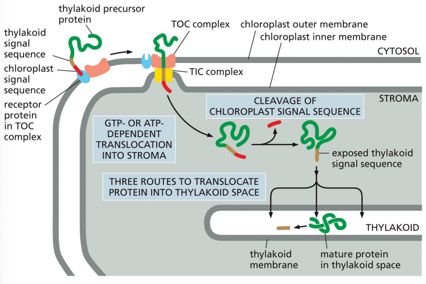<p>TOC and TIC complexes</p><p>chloroplast signal sequence is an N-terminal amphipathic alpha helix that binds receptor in the TOC complex and is cleaved upon entry of the chloroplast</p><p>thylakoid signal sequence is a hydrophobic signal sequence unmasked when first signal is cleaved</p>