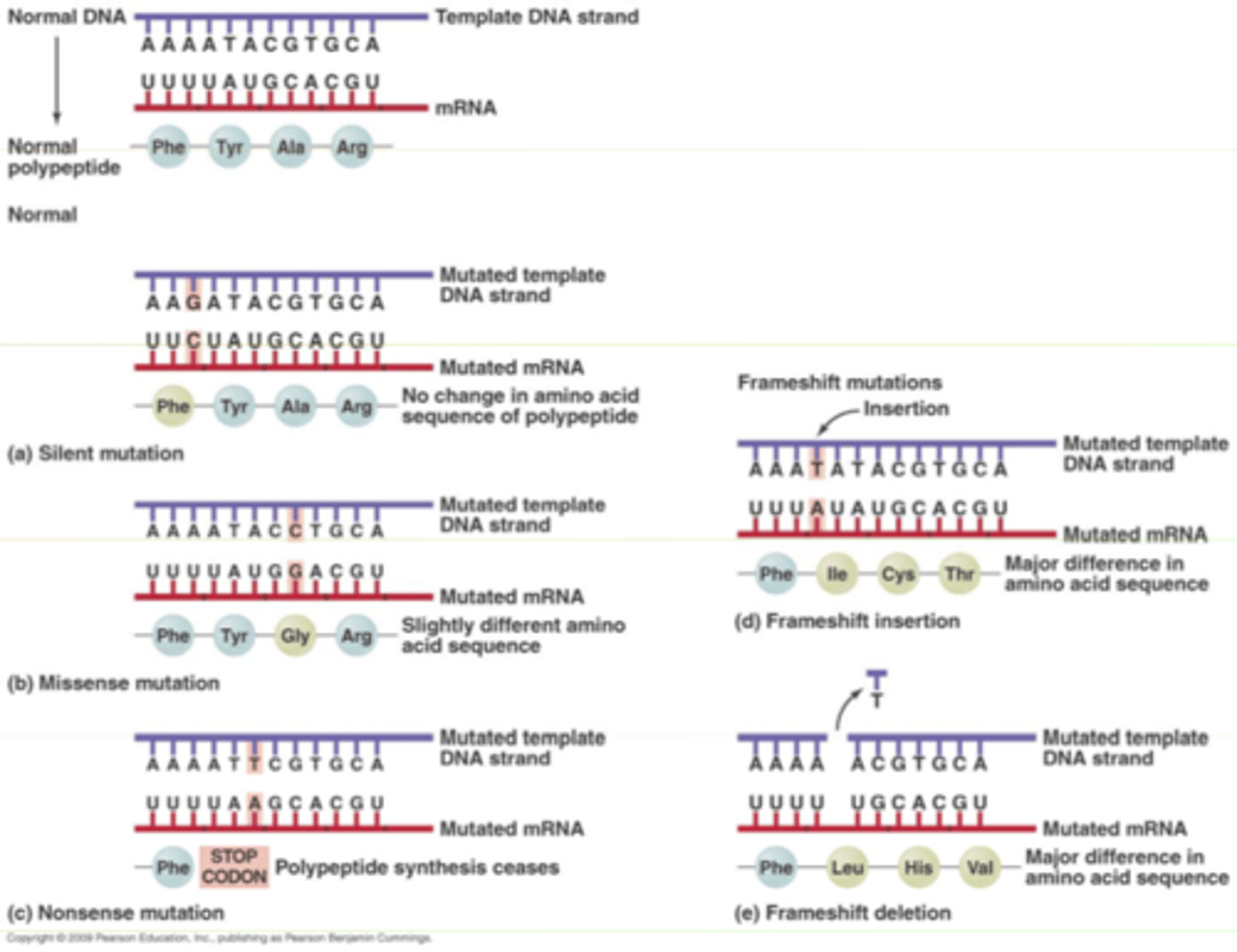 <p>A change in genetic sequence.</p>