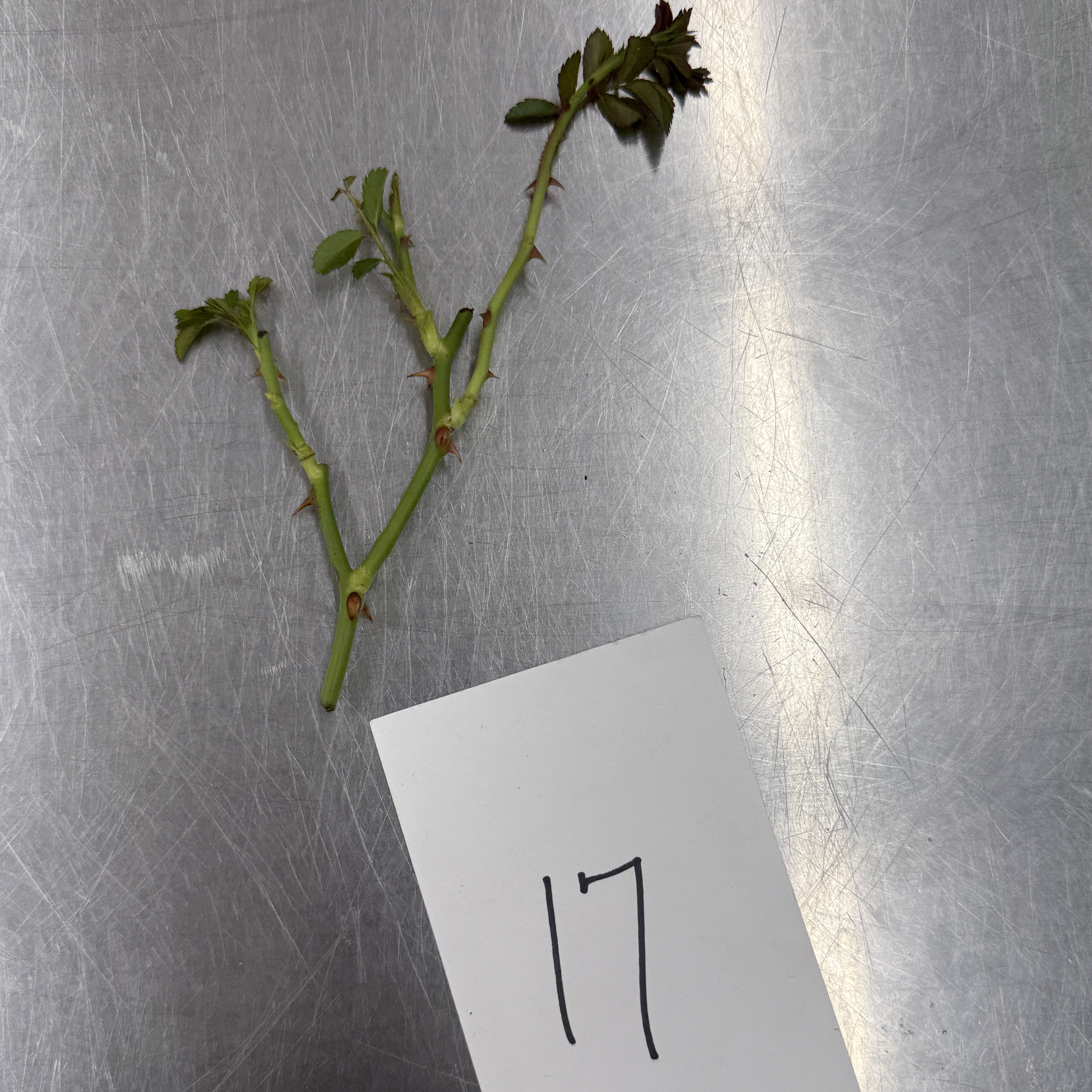 <p>Identify the modified stem structures</p>