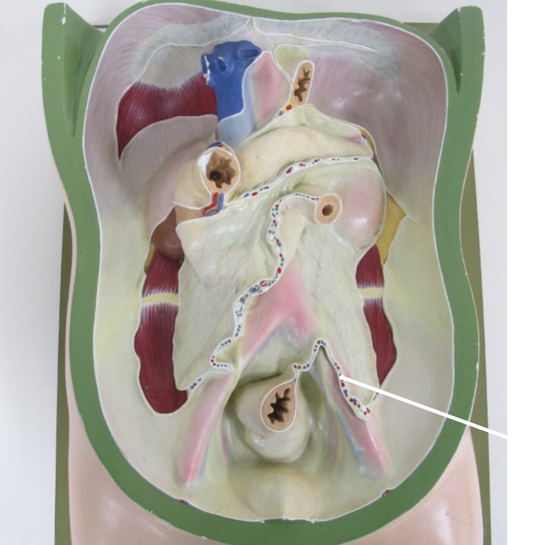 <p>dubbellagig peritoneum (Latijns + specifiek)</p>
