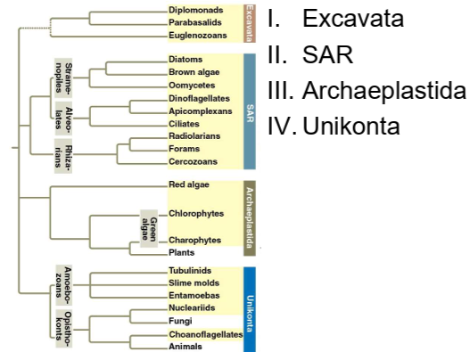 <p>Plantae, Fungi, Animalia, and Protists.</p>
