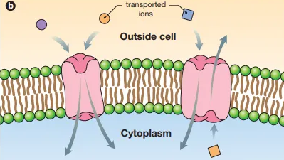<p>Identify this diagram</p>