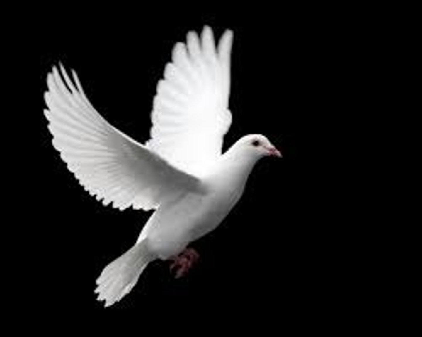 <p>dove, pigeon</p>