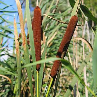 What is this species 