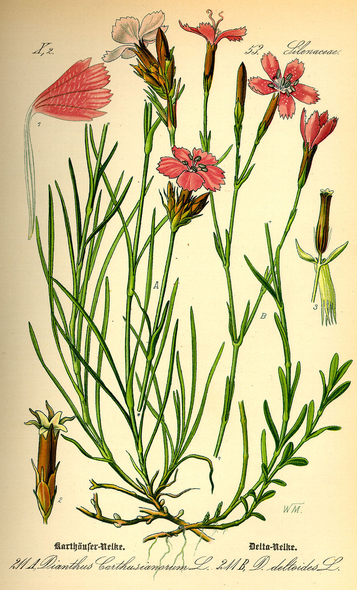 <p><em>Caryophyllaceae -</em> hvozdíkovité</p><p><em>Dianthus deltoides -</em> hvozdík kropenatý</p>