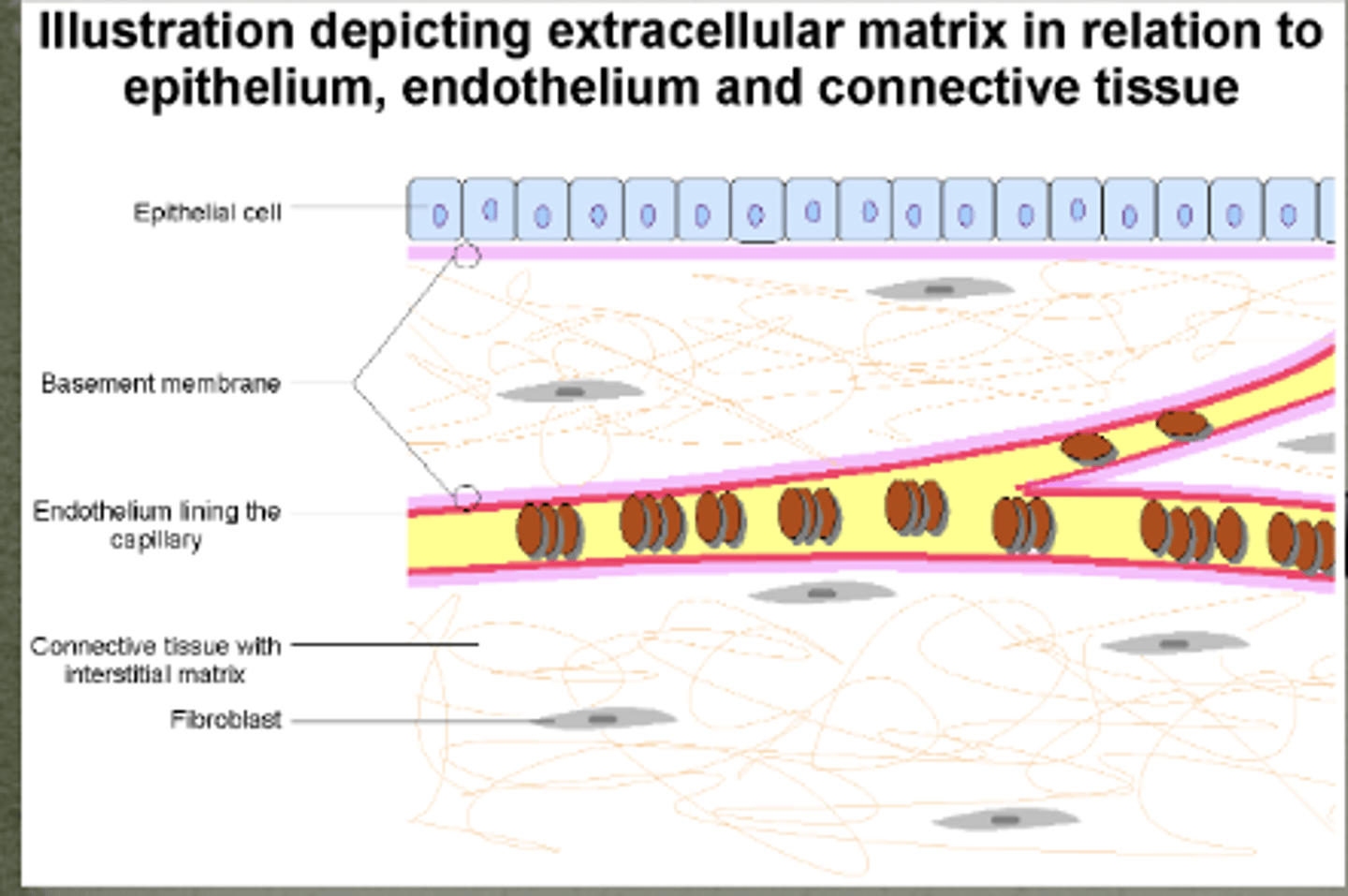 <p>Extracellular Matrix Proteins</p>