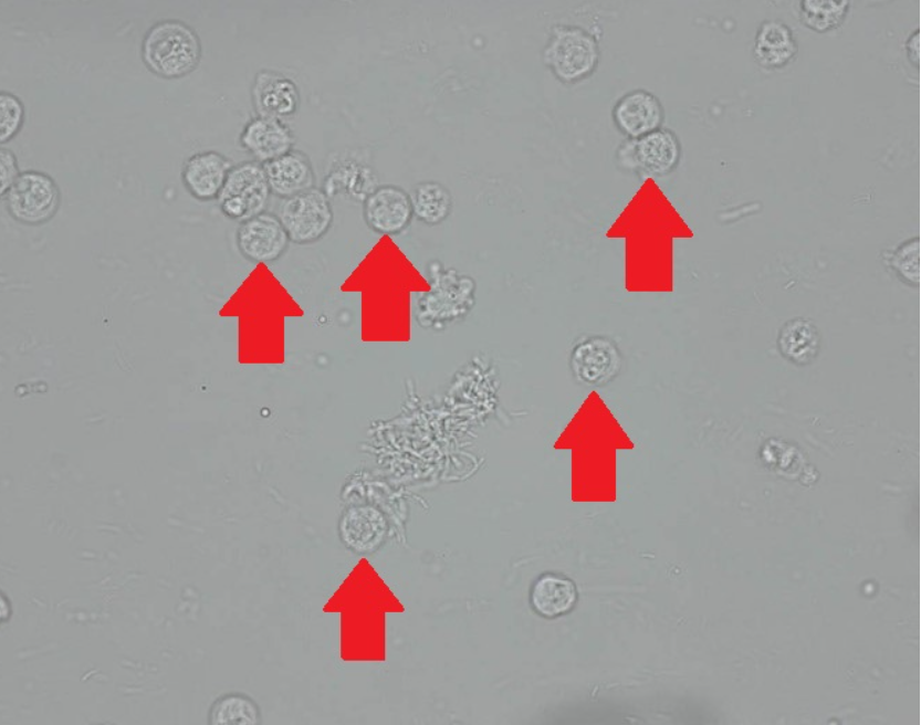 term image