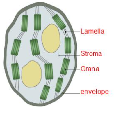 <ul><li><p>Plants and algal cells, site of photosynthesis.</p></li><li><p>Large organelles, oval.</p></li><li><p>In mesophyll cells of leaves.</p></li></ul><p></p><ul><li><p>Thylakoid membranes have chlorophyll in them.</p></li><li><p>Stroma contains starch grains and enzymes for photosynthesis.</p></li><li><p>Double membrane is an envelope.</p></li></ul><p></p>
