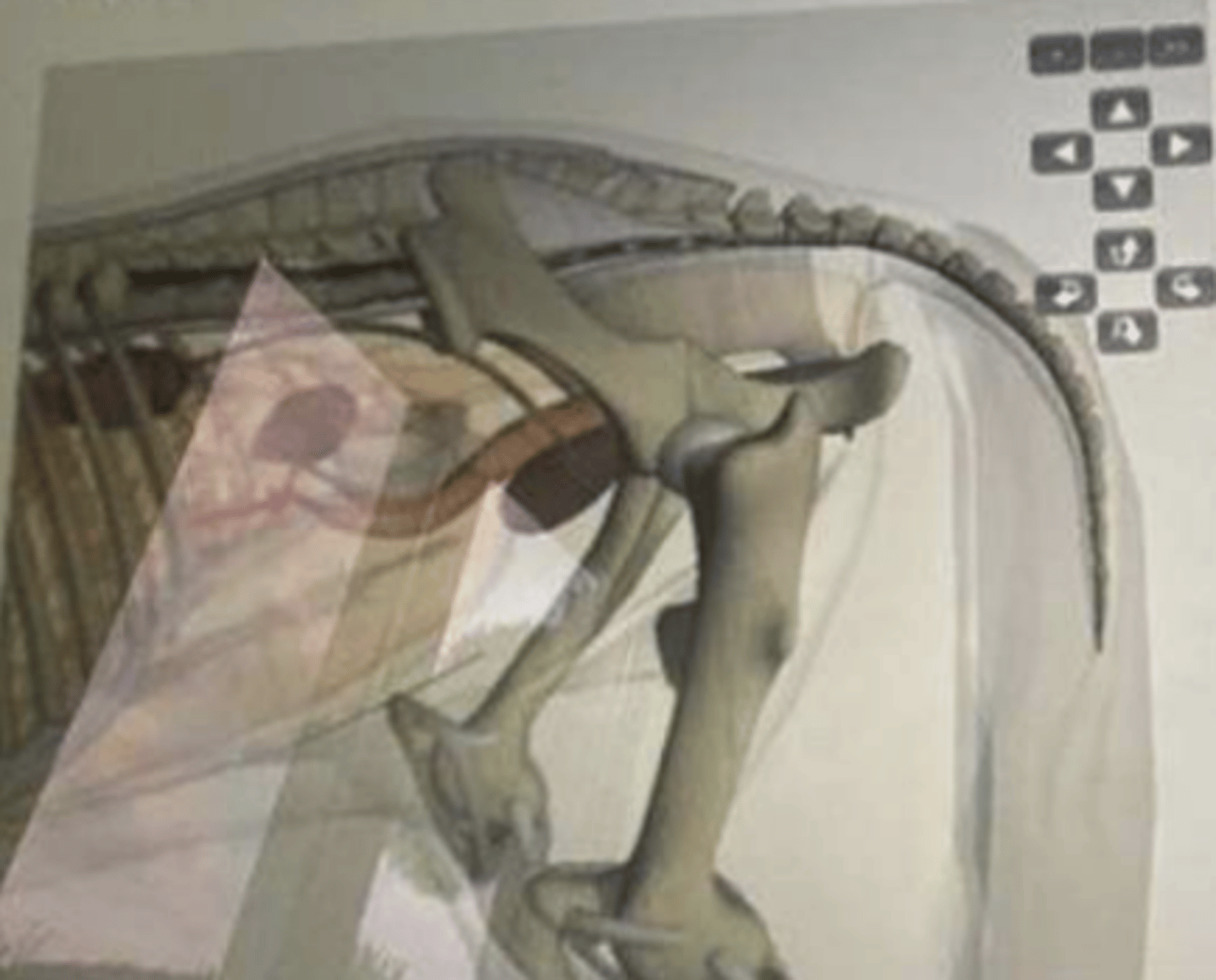 <p>38. Which anatomic structure is the arrow pointing at?</p><p>a. Body of the uterus</p><p>b. Oviduct</p><p>c. Ovaries</p><p>d. Uterine horns</p>