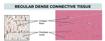 <p>TISSUE: REGULAR DENSE CONNECTIVE TISSUE</p>