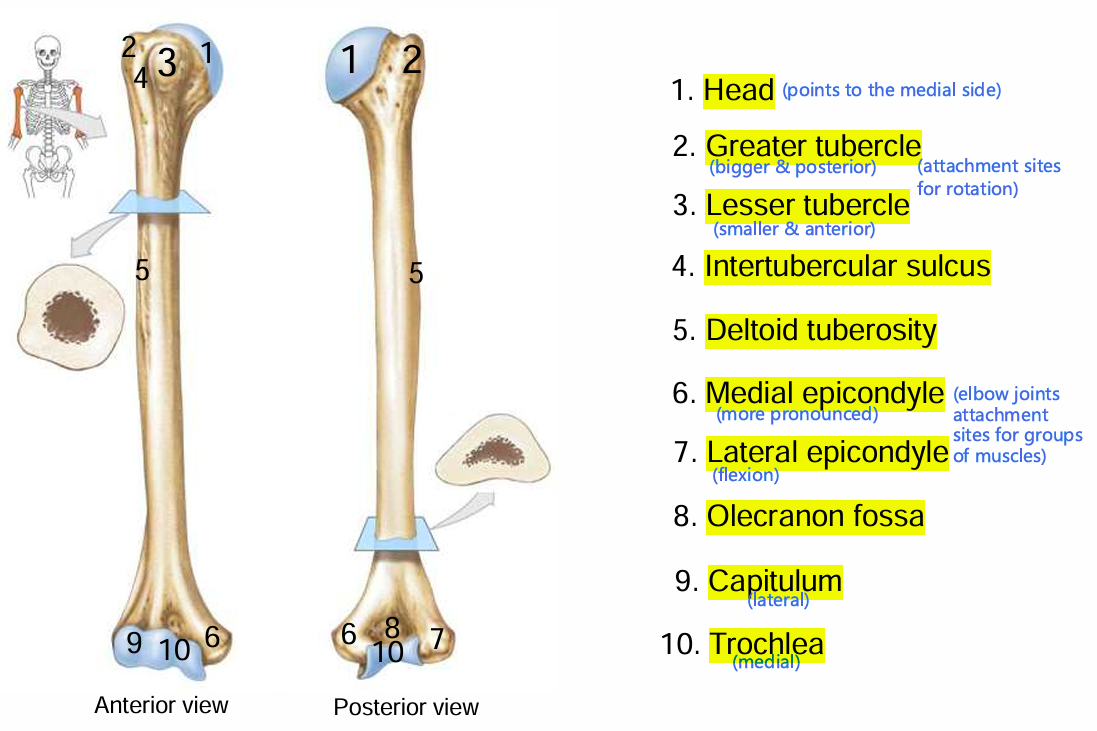 <p>Humerus</p>
