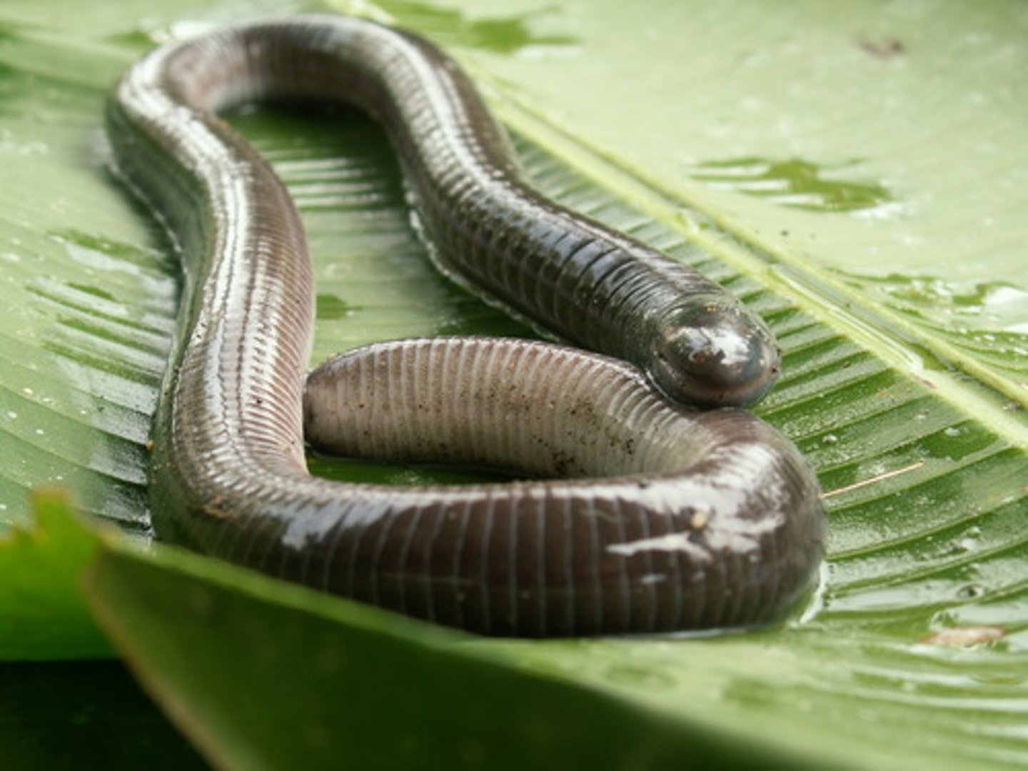 <p>- Caecilians (apoda = no leg)</p><p>- Legless amphibians that look like giant worms</p>