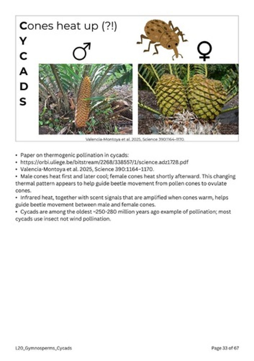 <p>They are often pollinated by insects, particularly beetles.</p>