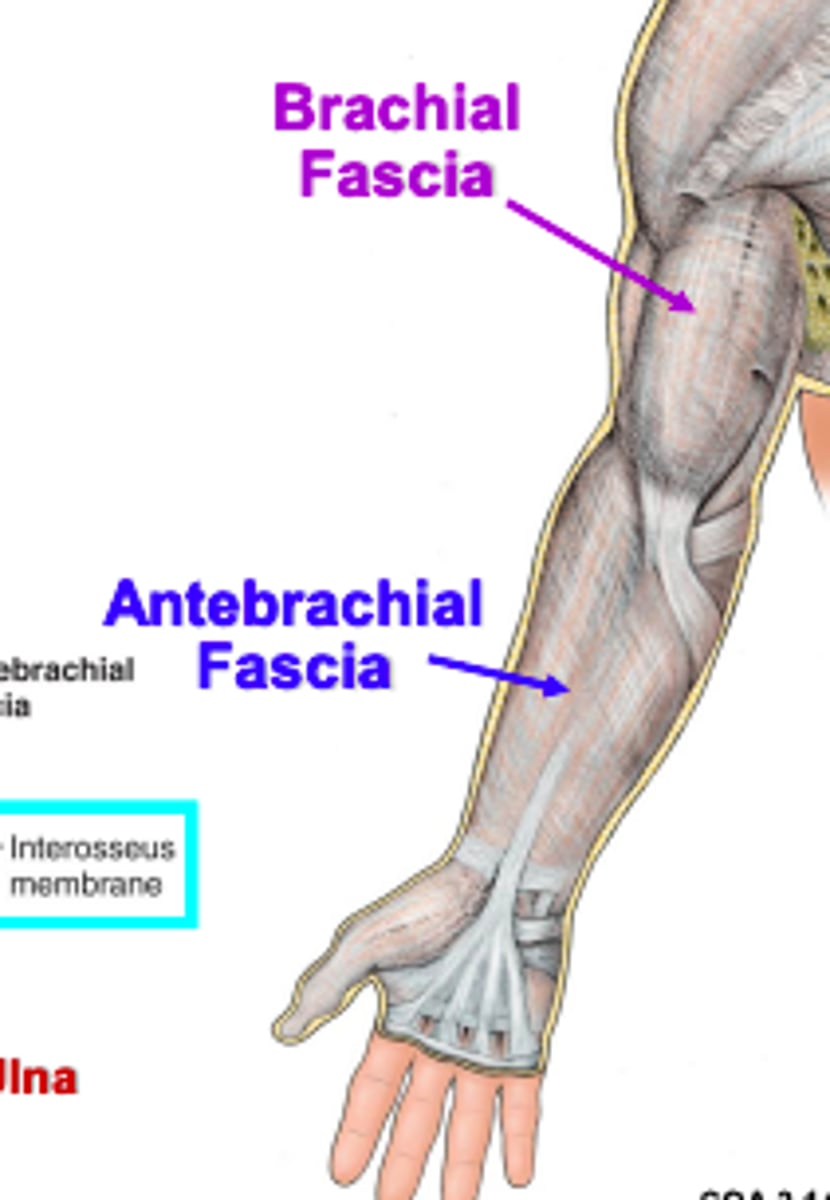 <p>sheath of deep fascia that encloses the forearm like a sleeve deep to skin and superficial fascia. It is continuous superiorly with the brachial fascia, and it thickens inferiorly to form bands over the distal portion of the radius and ulna</p><p>-Contains: Medial &amp; Lateral intermuscular septa and Transverse bands</p>
