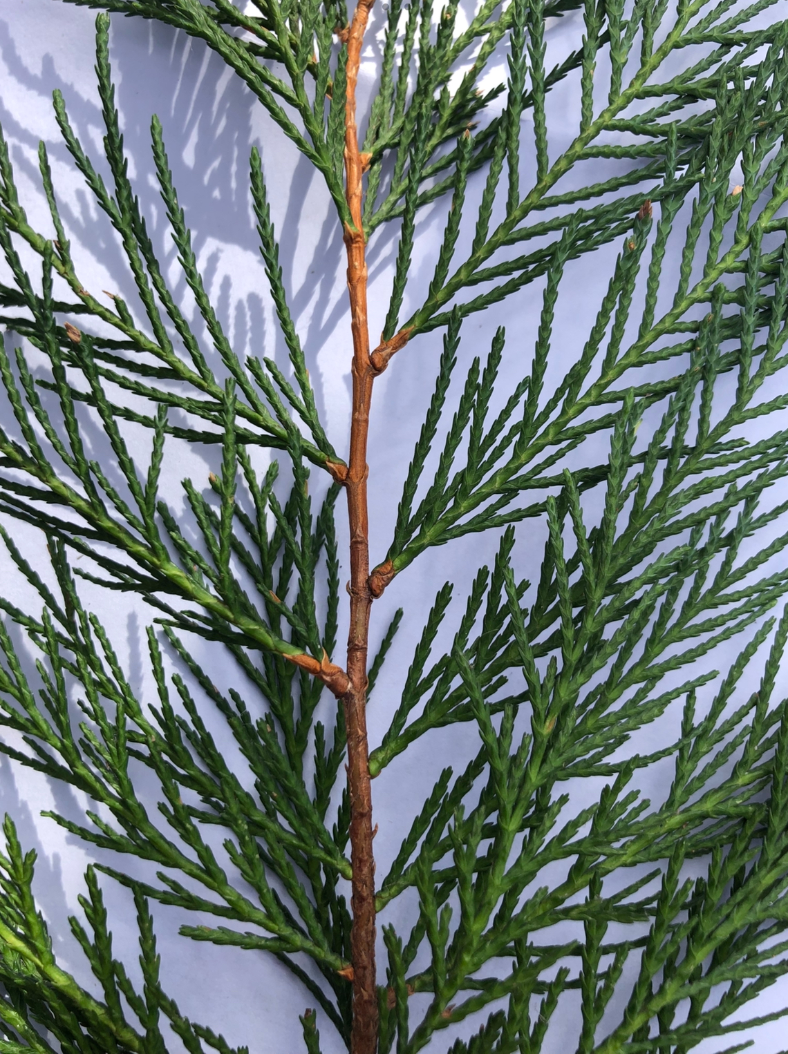 <p>x Cuprocyparis leylandii: deciduous, evergreen or what?</p>