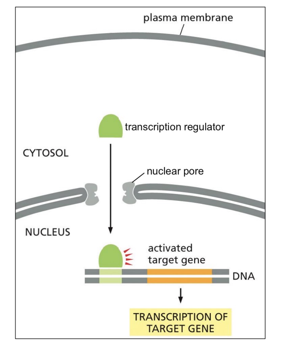 <p>Proteins for nucleus (whats the signal called?)</p>