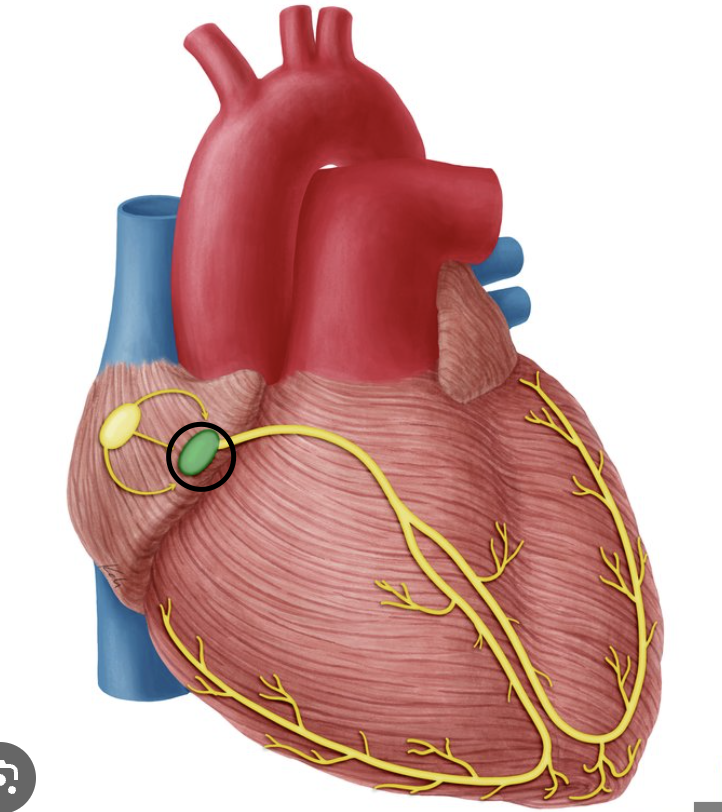 <p>Atrioventricular (AV) node</p>