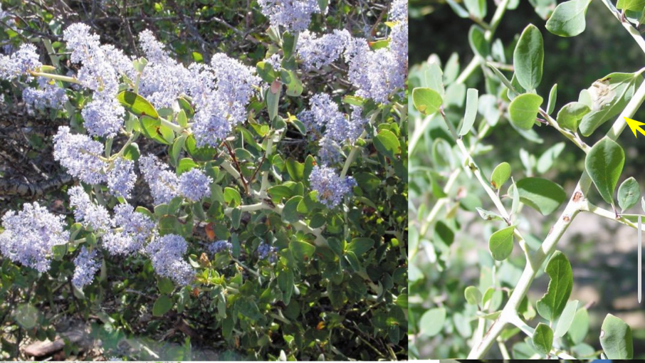 <p>Chaparrel white thorn </p><p>Shrubs; stems whitish, lateral branches sometimes, thorny; leaves simple alternate, membranous ternate-netted</p>