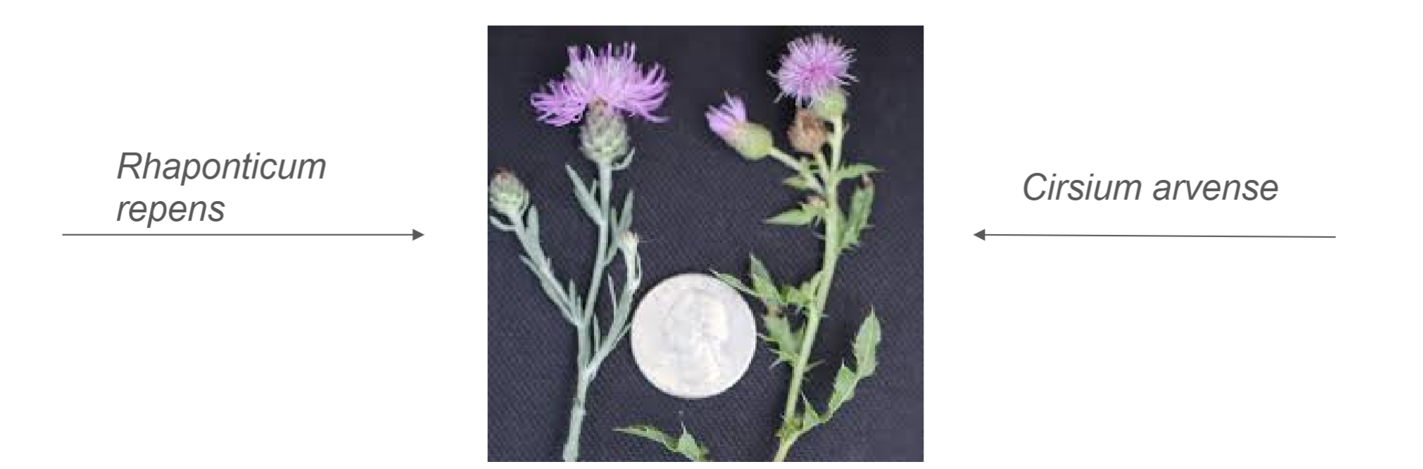 <p><span>Knapweeds (</span><em>Rhaponticum repens</em><span>) lack the spiny leaves that thistles have (</span><em>Cirsium arvense</em><span>)</span></p>