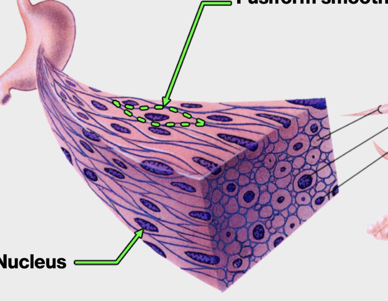 <p>gap junctions </p>