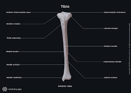 <p>The shinbone; the larger of the two bones in the lower leg.</p>