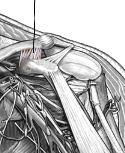 <p>Which ligament of the shoulder that connects between coracoid process and clavicle?</p>
