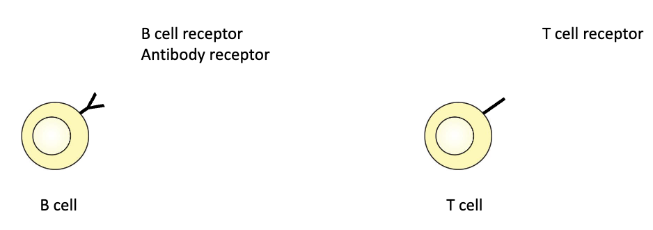 <ul><li><p><strong>B cells:</strong> B cell receptor (BCR) / antibody receptor</p></li><li><p><strong>T cells:</strong> T cell receptor (TCR)</p></li></ul><p></p><p>These receptors are <strong><u>ONLY</u></strong> found on B cells or T cells. Unlike TLRs which can be found on <strong>many immune cells.</strong></p><p></p>
