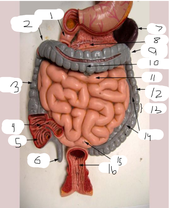 <p>7</p>